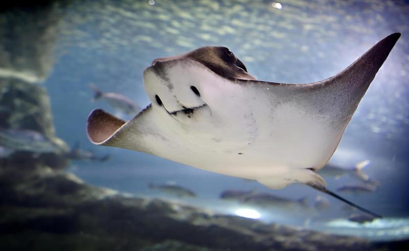 Manta gegant.